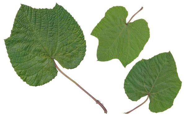 Zielone Liście Rośliny Wspinaczkowej Aristolochia Macrophylla — Zdjęcie stockowe