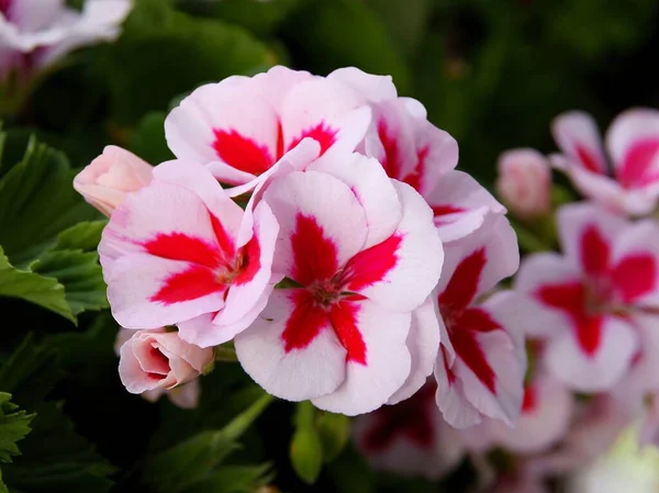 Jolies Fleurs Rouges Roses Géranium Plante Pot Gros Plan — Photo