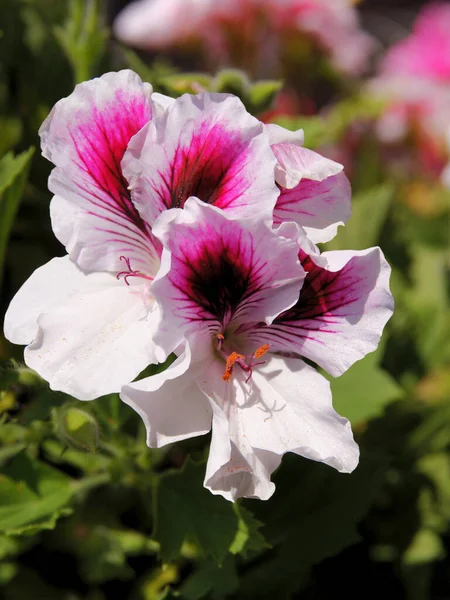 Flor Rosa Vermelha Planta Envasada Gerânio Perto — Fotografia de Stock