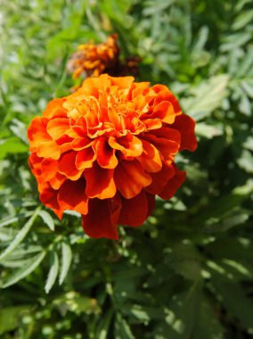 Gagetes 'in güzel portakal çiçeği. Yakın plan.