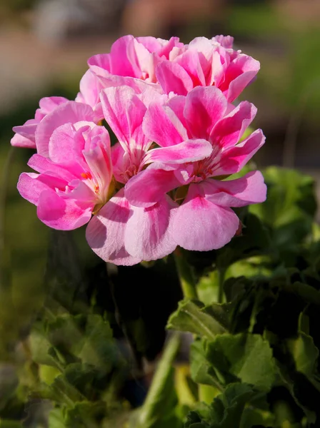Розовые Красные Красивые Цветки Герани Крупным Планом — стоковое фото