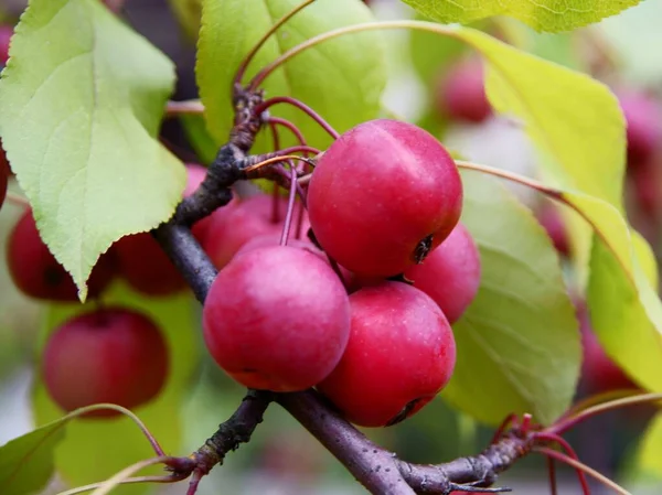 Kırmızı Malus Purpurea Ağacının Küçük Meyveleri — Stok fotoğraf