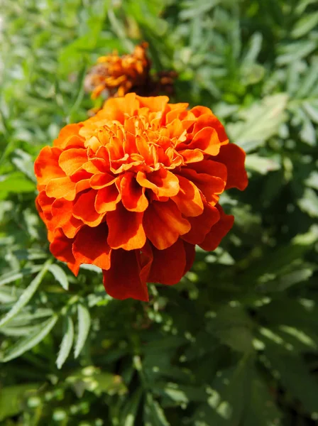 Gagetes 'in güzel portakal çiçeği. Yakın plan.