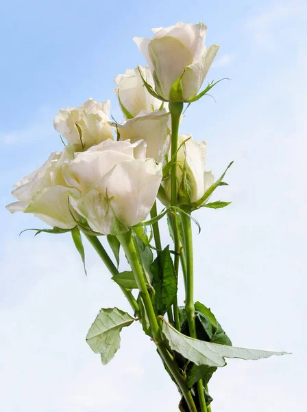 White Roses Posy Close — стоковое фото