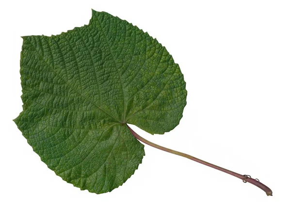 Zielony Liść Aristolochia Makrofilla Wspinaczka Roślin Zbliżenie — Zdjęcie stockowe