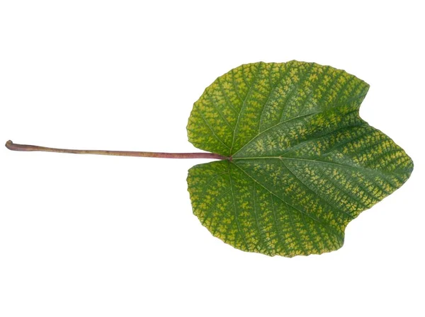 Folha Verde Aristolochia Macrophylla Escalada Planta Perto — Fotografia de Stock