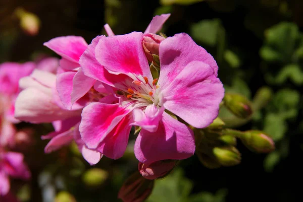 Розовые Красные Красивые Цветки Герани Крупным Планом — стоковое фото