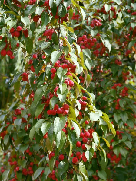 Röda Små Frukter Malus Purpurea — Stockfoto