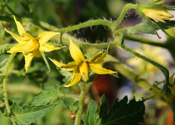 Flores Amarillas Tomate Jardín — Foto de Stock