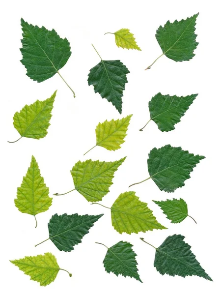 Green Leaves Birch Tree Isolated Close — Stock Photo, Image