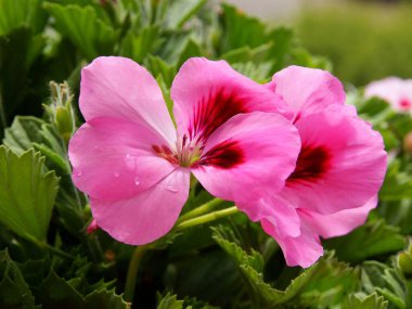 pretty flower of geraniuim potted plant close up