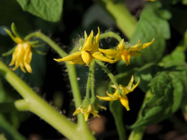Flores Amarillas Tomate Planta Vegetal Cerca — Foto de Stock