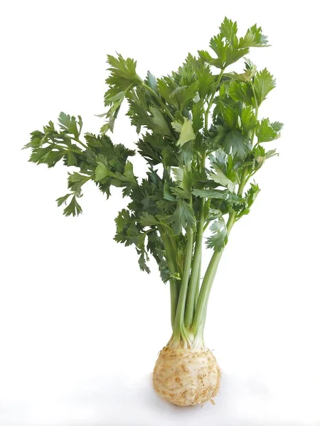 Grönsaksväxt Med Blad Rotselleri Nära Håll — Stockfoto