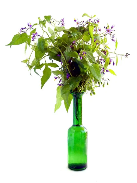 Lila Pequeñas Flores Sombrilla Solanum Dulcamara Planta — Foto de Stock