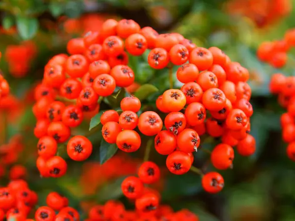 Baies Rouges Oranges Pyracantha Coccinea Dans Jardin — Photo