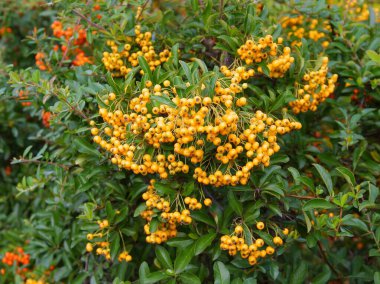 Bahçedeki Pyracantha kakusinea çalılığının kırmızı ya da portakal meyveleri