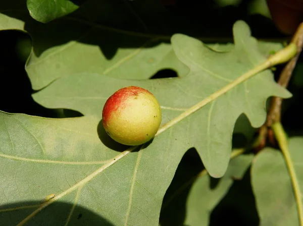 Жёлтый Красный Экскременты Дубовом Листе Насекомого Cynips Quercusfolii — стоковое фото