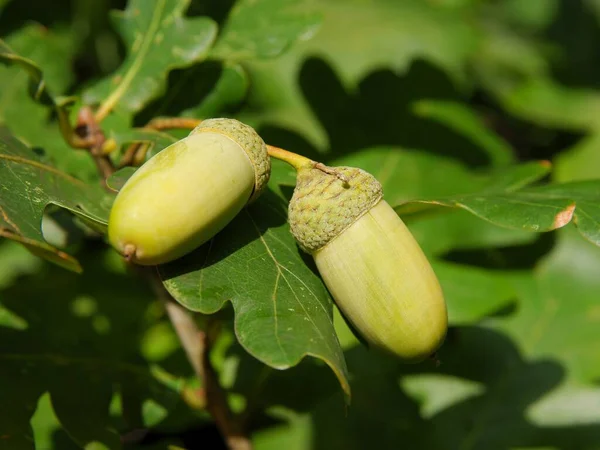 Chêne Avec Glands Été Gros Plan — Photo