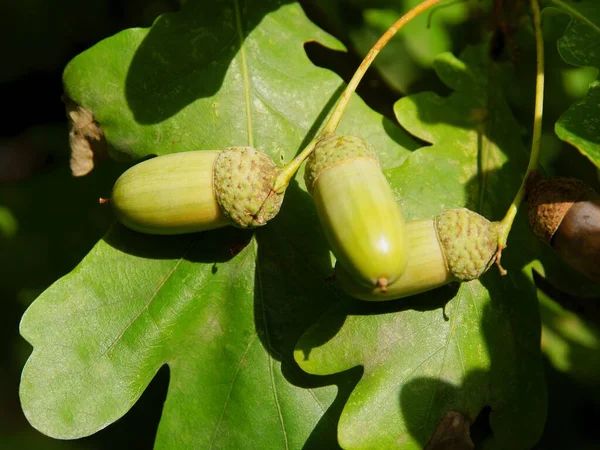 Eiche Mit Eicheln Sommer Aus Nächster Nähe — Stockfoto