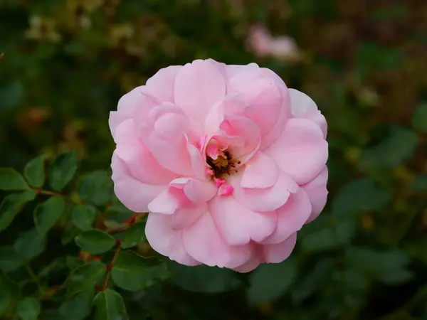 Rosa Rosa Bonita Jardín Cerca — Foto de Stock