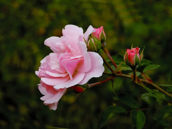 Rosa Rosa Bonita Jardín Cerca — Foto de Stock