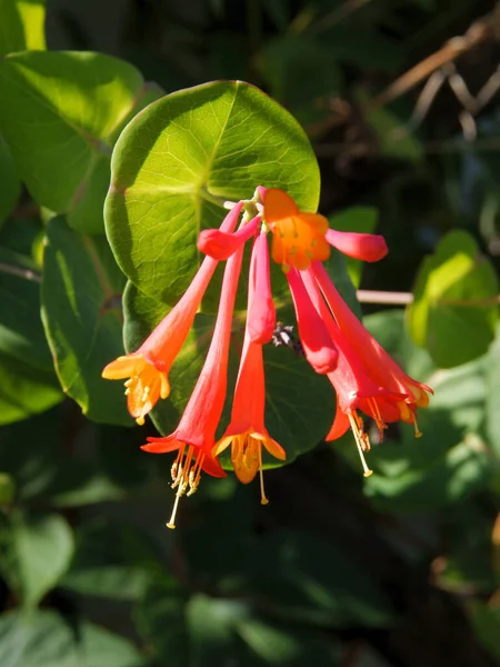 Røde Lange Blomster Fra Lonicera Brownis Klatreanlegg – stockfoto