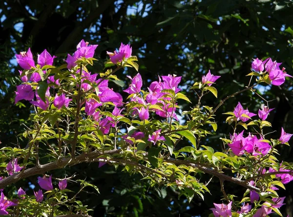 Fialové Květy Bougainvillea Glabra Chciay Zblízka — Stock fotografie