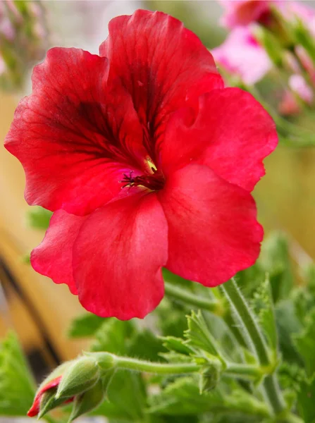 Червона Красива Квітка Герану Крупним Планом — стокове фото