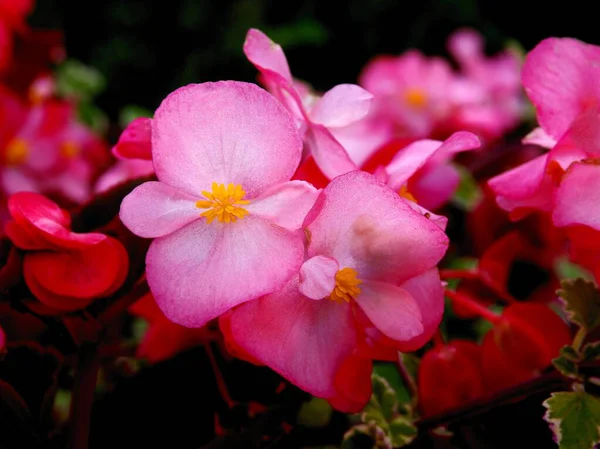 Flores Cor Rosa Planta Envasada Begonia Perto — Fotografia de Stock