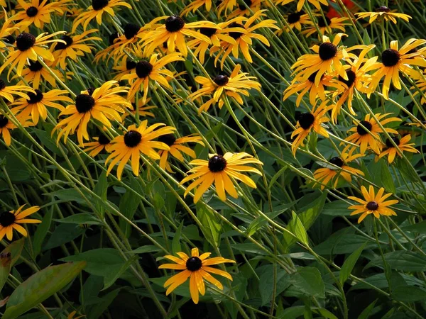 Gele Bloemen Van Rudbeckia Een Tuin Schilderachtige — Stockfoto