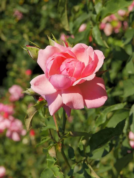 Jolie Rose Rose Dans Jardin — Photo