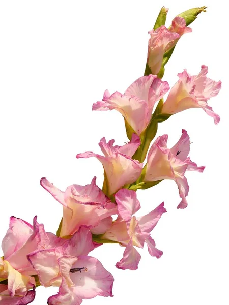 Flores Cor Rosa Planta Gladiolus Isolado Perto — Fotografia de Stock