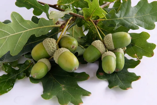 Eikels Als Zaden Van Eiken Van Dichtbij — Stockfoto