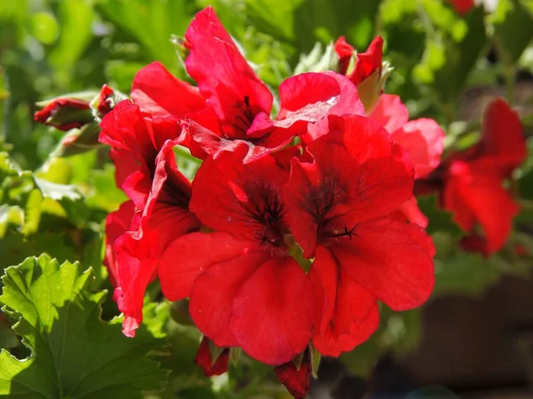 Flores Vermelhas Gerânio Vaso Planta Perto — Fotografia de Stock