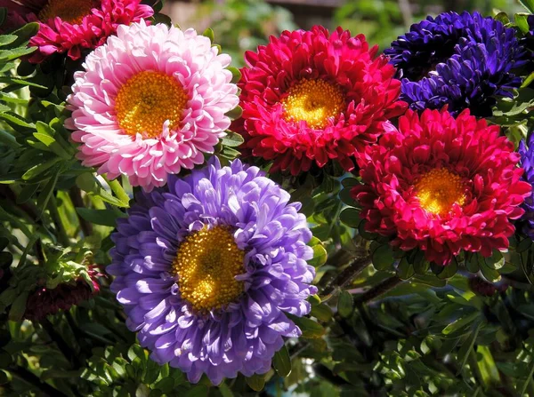 Multicolor Pretty Asters Garden Close — Stock Photo, Image