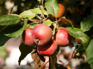 Malus Purpurea 'nın kırmızı meyveleri - Yaban elması ağacı kapat