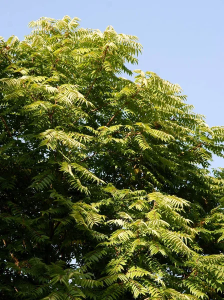 Frêne Fraxinus Excelsior Dans Parc Pittoresque — Photo