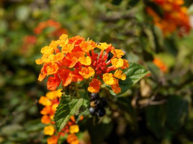 Lantana Camara 'nın sarı, turuncu ve kırmızı çiçekleri bir bahçede