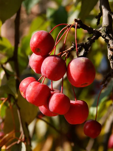 Frutos Vermelhos Malus Purpurea Caranguejo Macieira Close — Fotografia de Stock