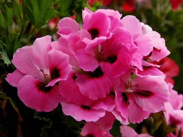 Rosa Und Rote Blüten Der Geranien Topfpflanze Aus Nächster Nähe — Stockfoto