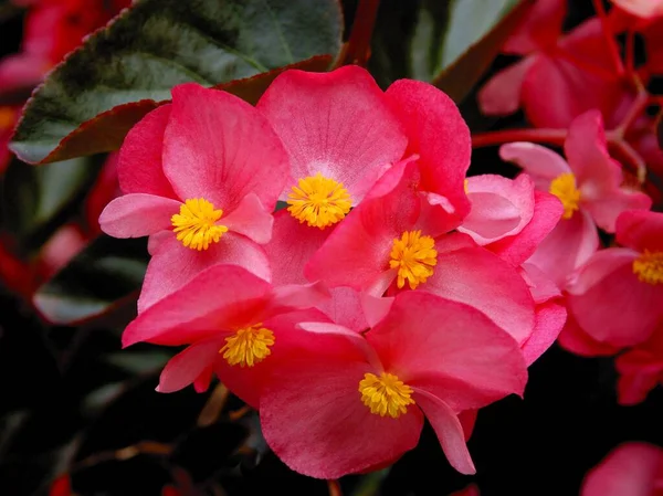 Růžové Květy Begonia Květináč Rostlina Zblízka — Stock fotografie