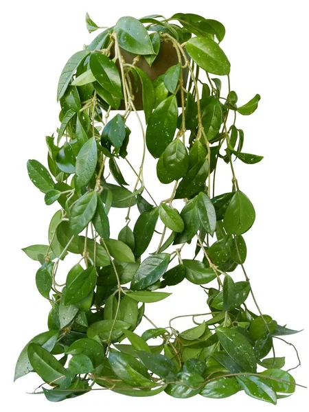 Groene Hoya Potplant Als Decoratie Mijn Huis — Stockfoto