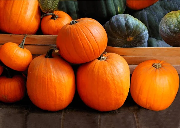 Orange Green Various Tasty Pumpkins — Stock Photo, Image