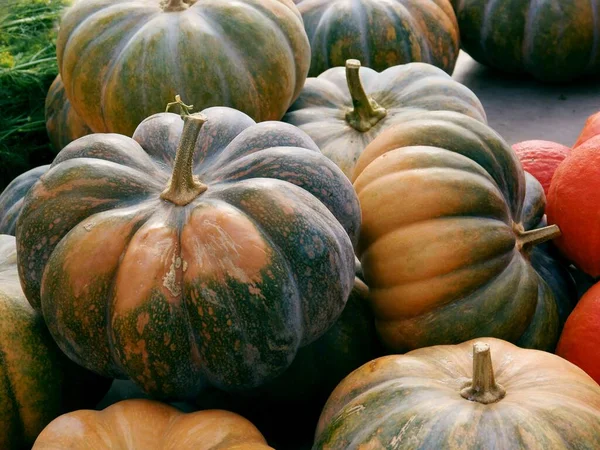 Bunte Kürbisse Als Gesundes Vegetarisches Essen — Stockfoto