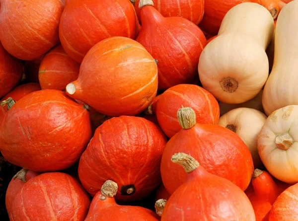 Multicolor Various Pumpkins Wholesome Vegetarian Food — Stock Photo, Image