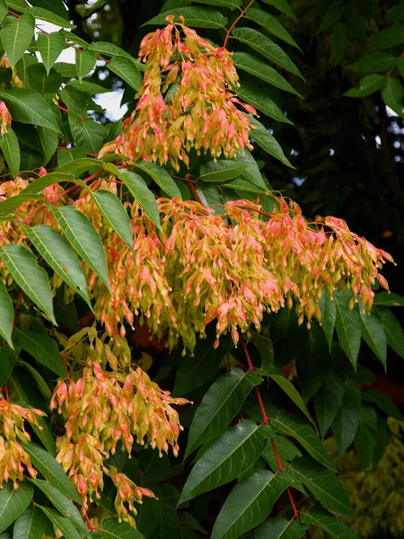 ash tree Fraxinus Excelsior with red growing wingedseeds