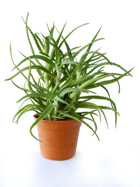 Aloe Cserepes Növény Izolált Közelről — Stock Fotó