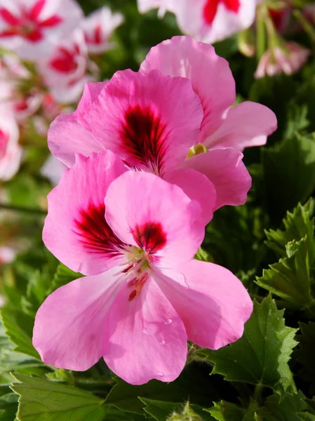 Pretty Pink Red Flowers Geranium Potted Plant — Stock Photo, Image