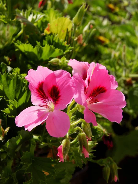 Jolies Fleurs Roses Rouges Géranium Pot — Photo