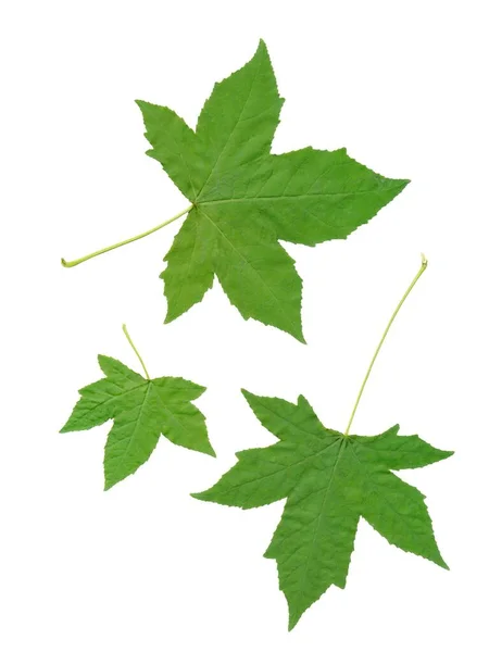 Hojas Verdes Liquidambar Styraciflua Aisladas Cerca — Foto de Stock